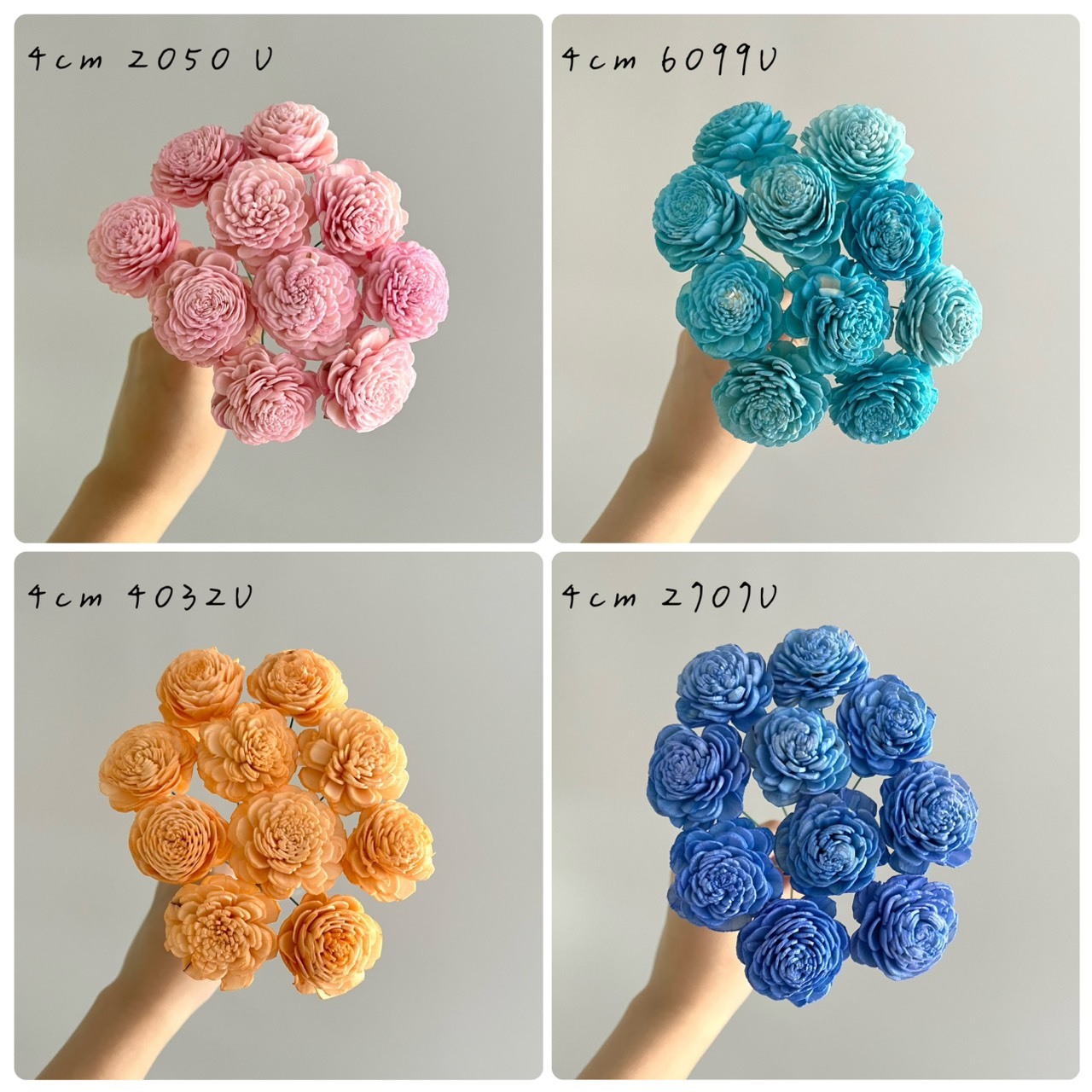 越南索拉花 水染貝力玫瑰系列 4-4.5CM