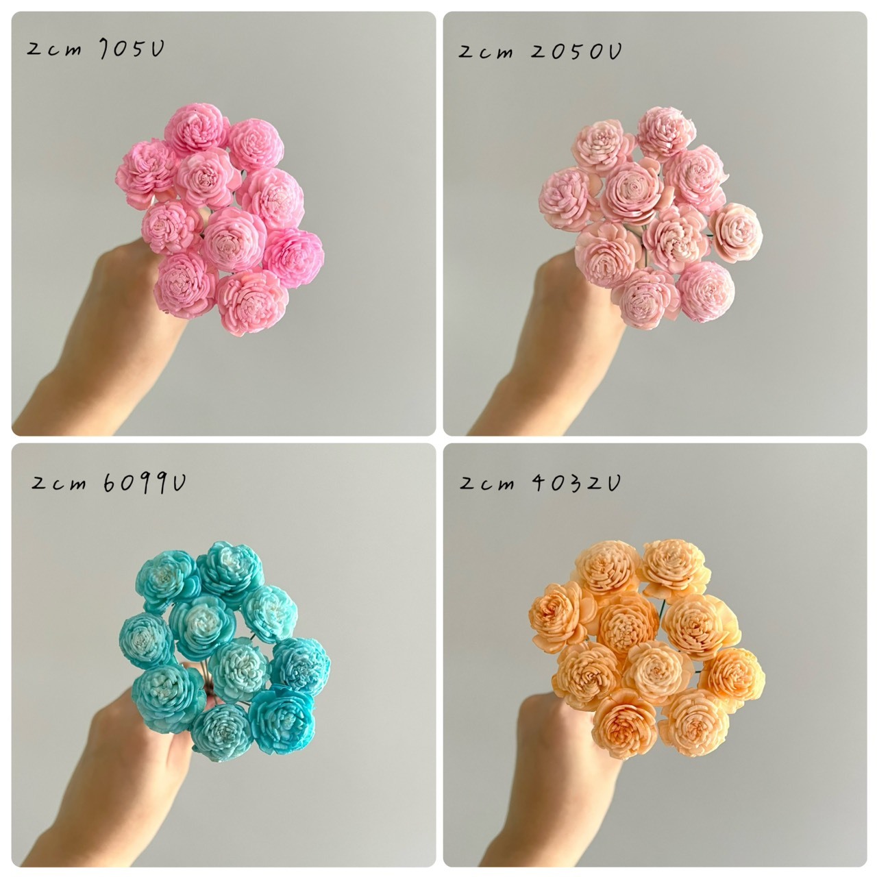 越南索拉花 水染貝力玫瑰系列2-3CM