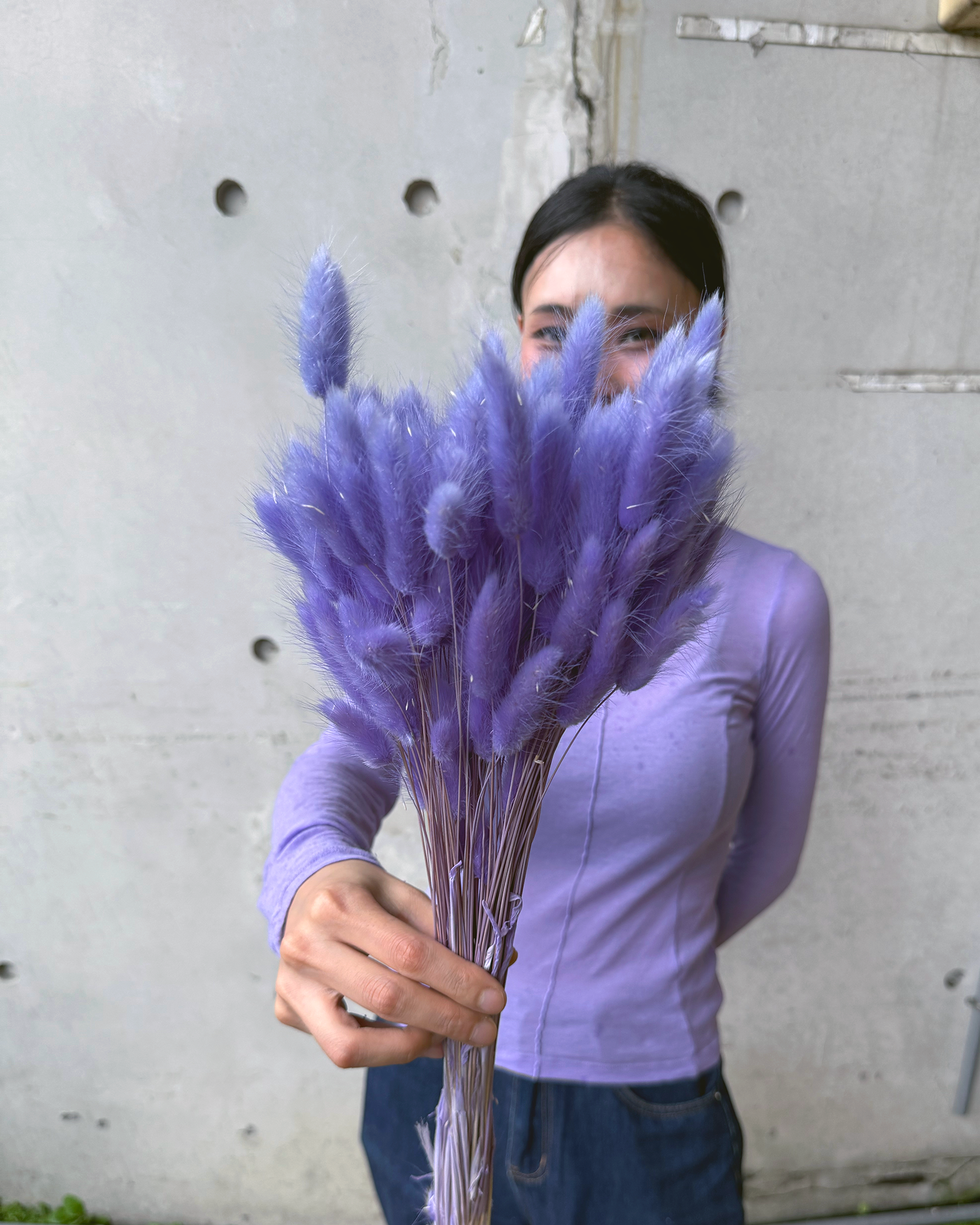 乾燥兔尾草(義大利)