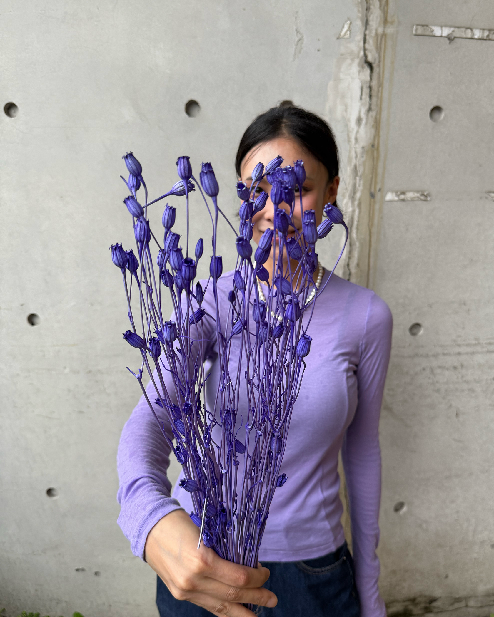 乾燥小風鈴(義大利)