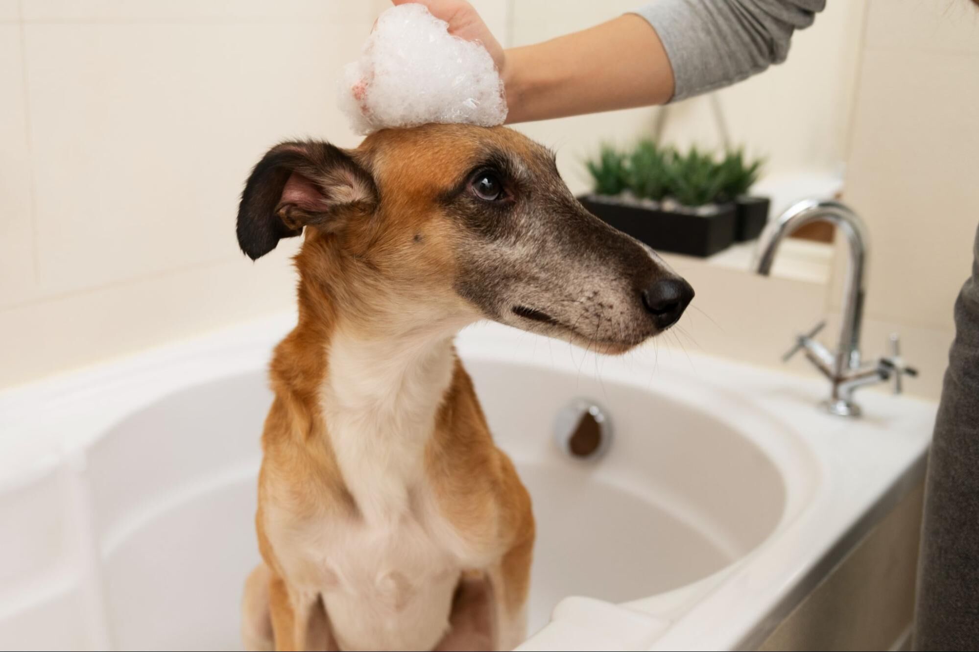 狗狗皮膚過敏怎麼辦？吃什麼飼料比較好？