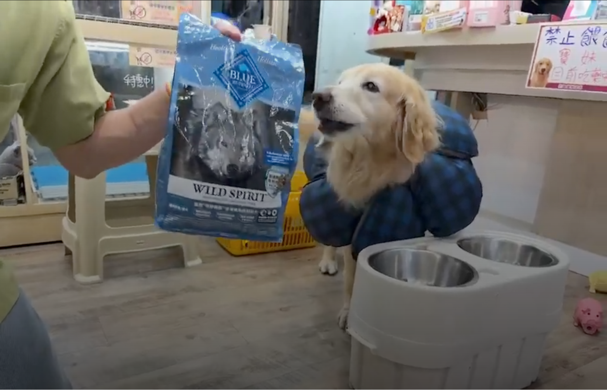 狗狗皮膚過敏吃什麼飼料？過敏狗狗這樣吃！