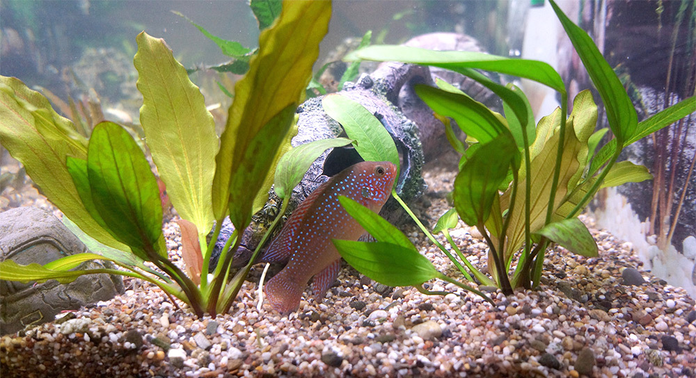 強大吸附能力能有效去除自來水中的氯、重金屬及有害化學物質，讓您的魚缸水質清澈透明，為愛魚創造最佳生活環境