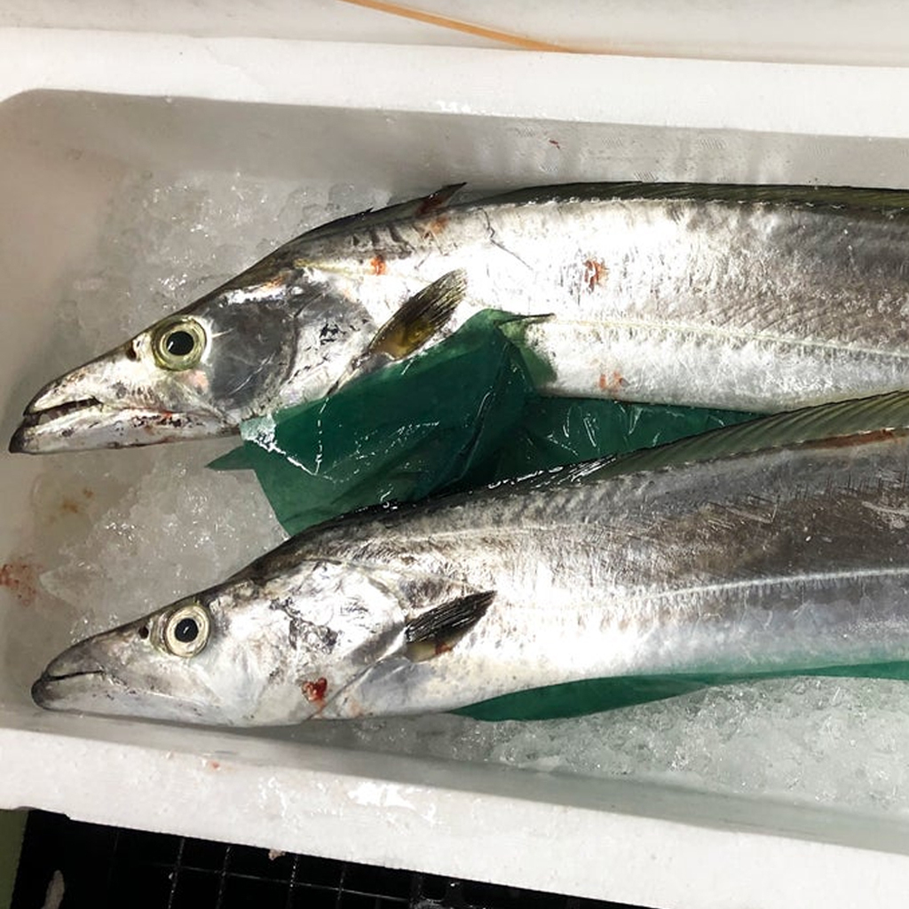 太刀魚タチウオ