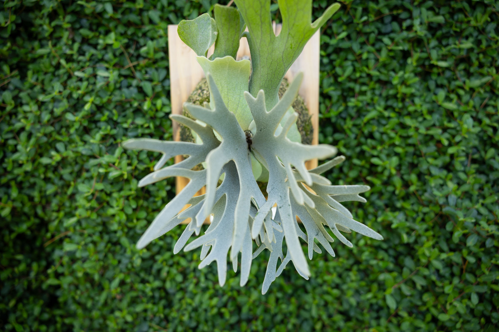 P.willinckii Yellow moon x FSQ sporeling (selection)