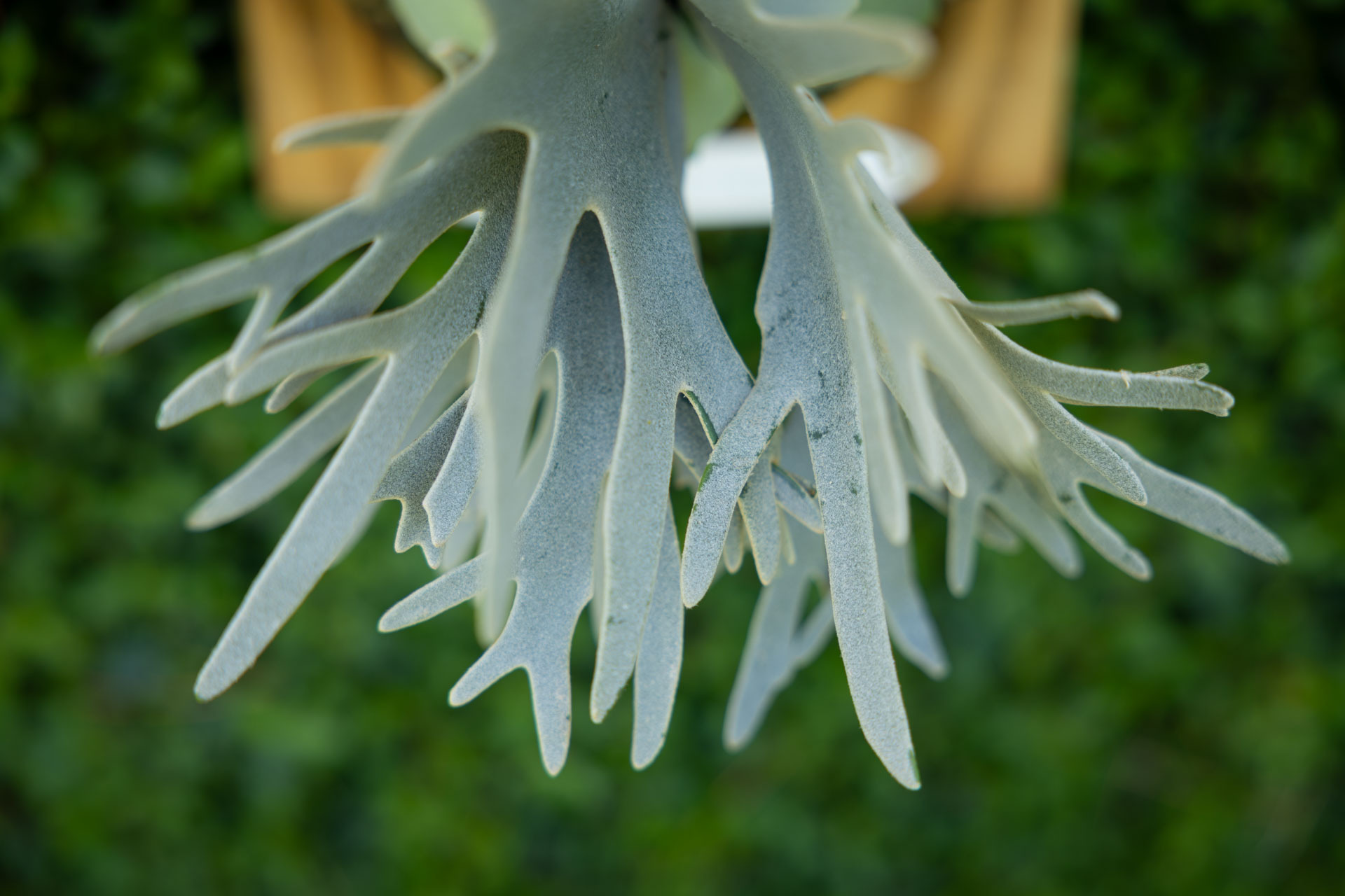 P. Willinckii Yellow Moon×Phoenix P. Willinckii Yellow Moon×Phoenix P. Willinckii Yellow Moon