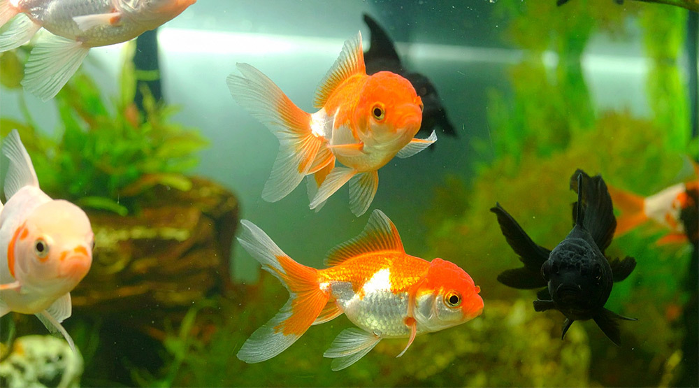 無論您飼養的是海水魚、淡水魚或水草造景，魚精靈活性碳都能完美適用