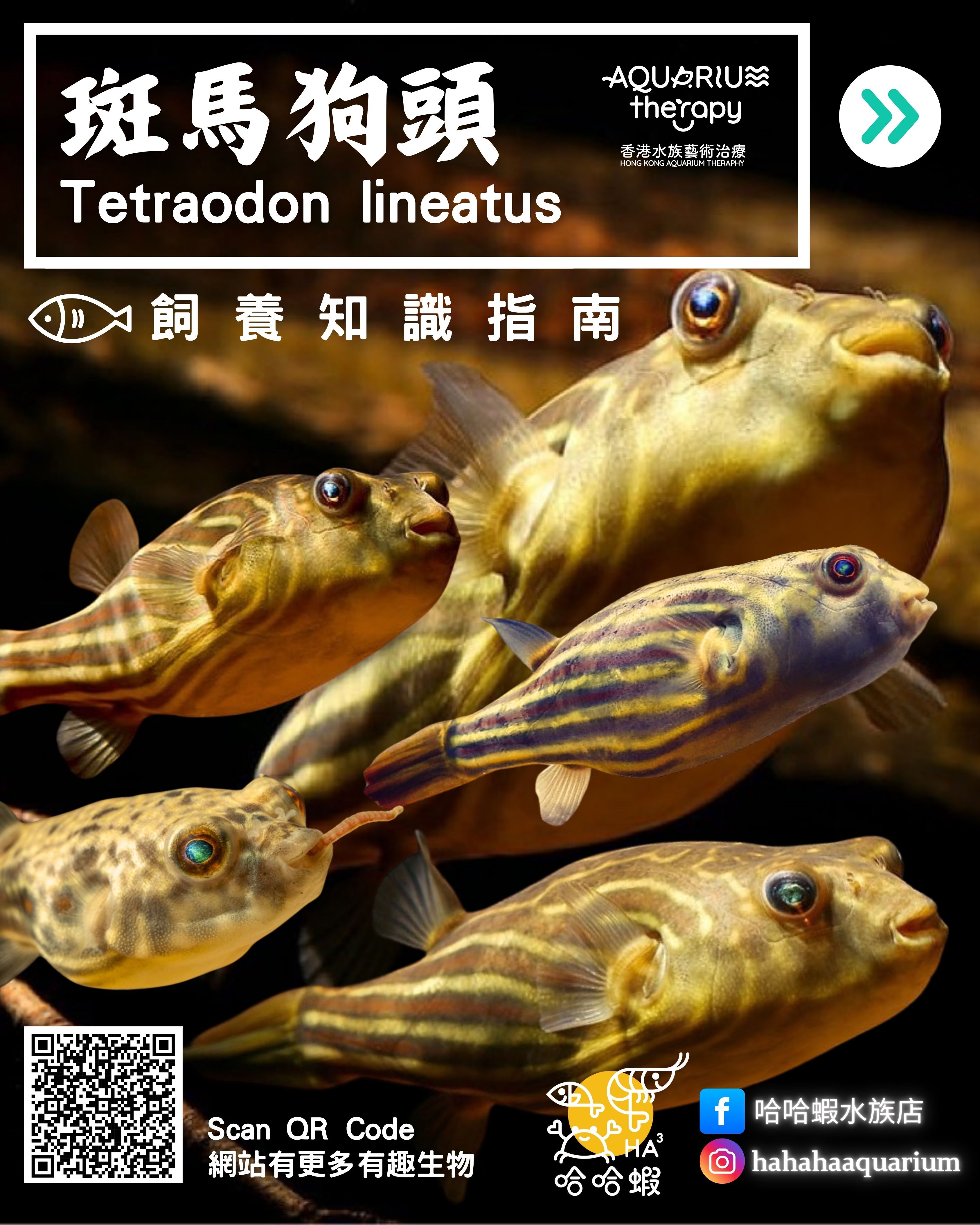 斑馬狗頭|Tetraodon lineatus