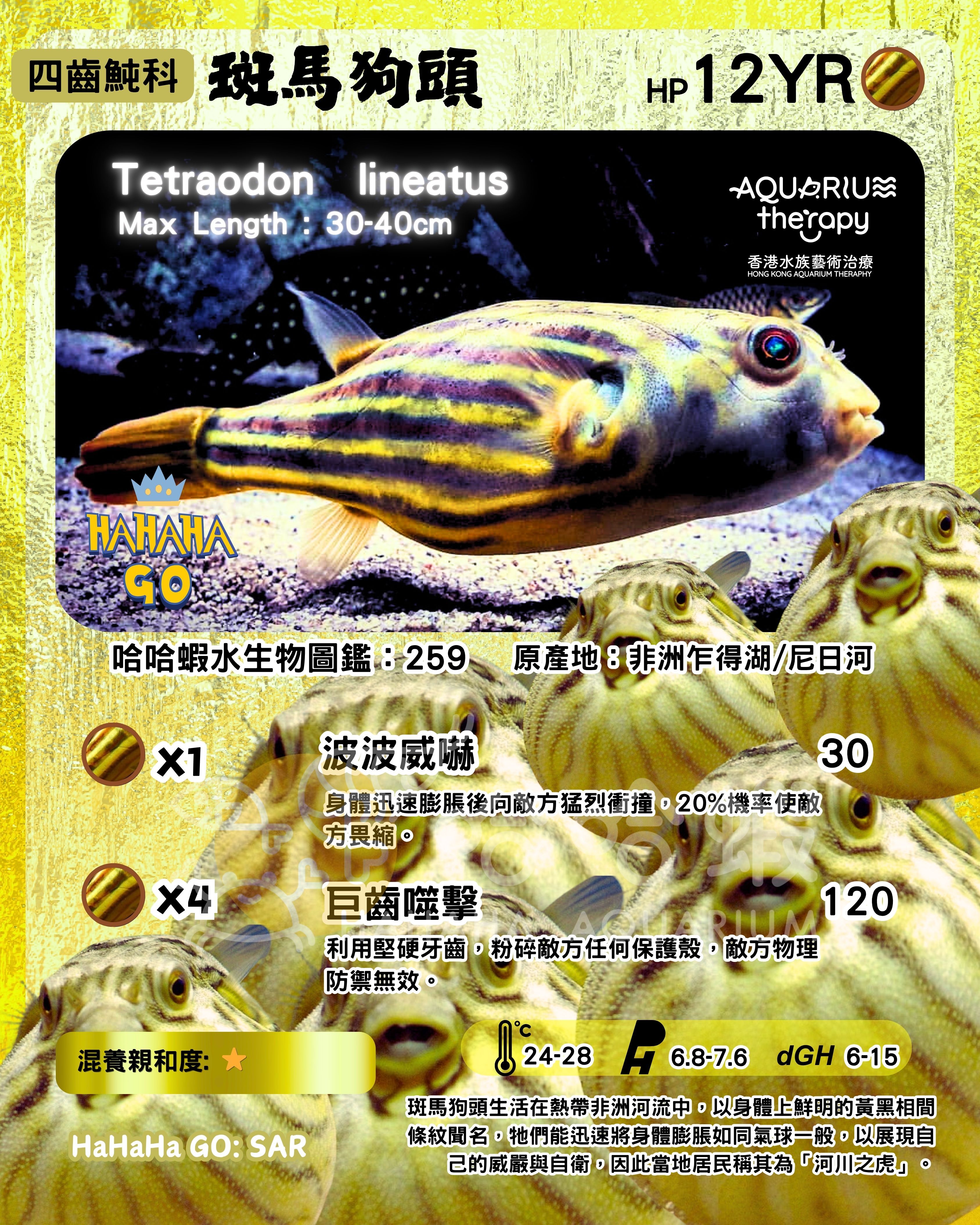 斑馬狗頭|Tetraodon lineatus