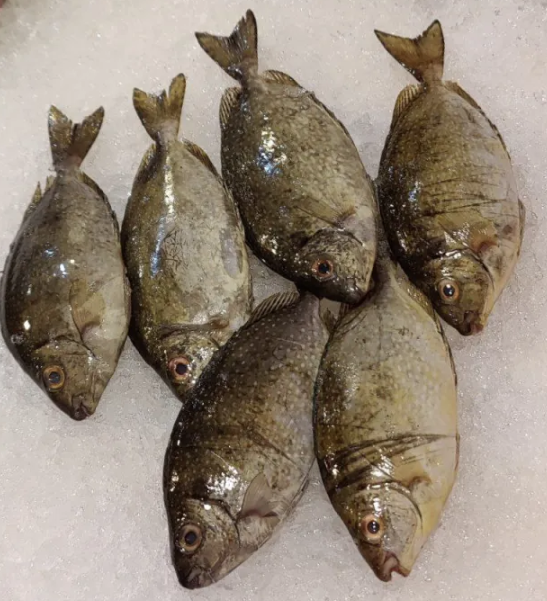 泥猛魚 |白肚魚 | 發財魚 (Rabbit Fish) / 楊屋道街市海鮮檔 / 每條