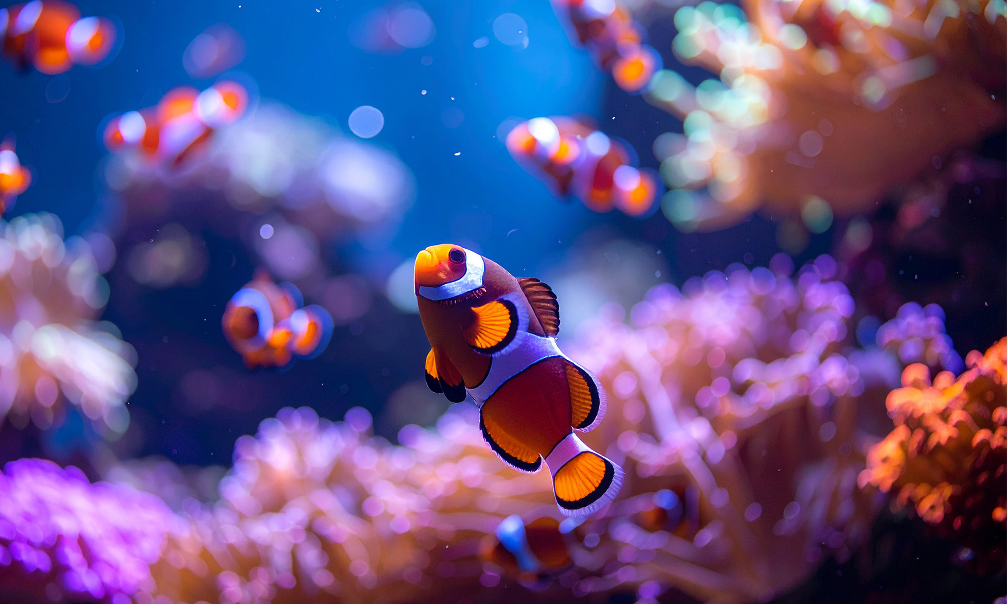 不同的魚種對水質的要求也不同。海水魚對水質的要求通常比淡水魚更嚴格