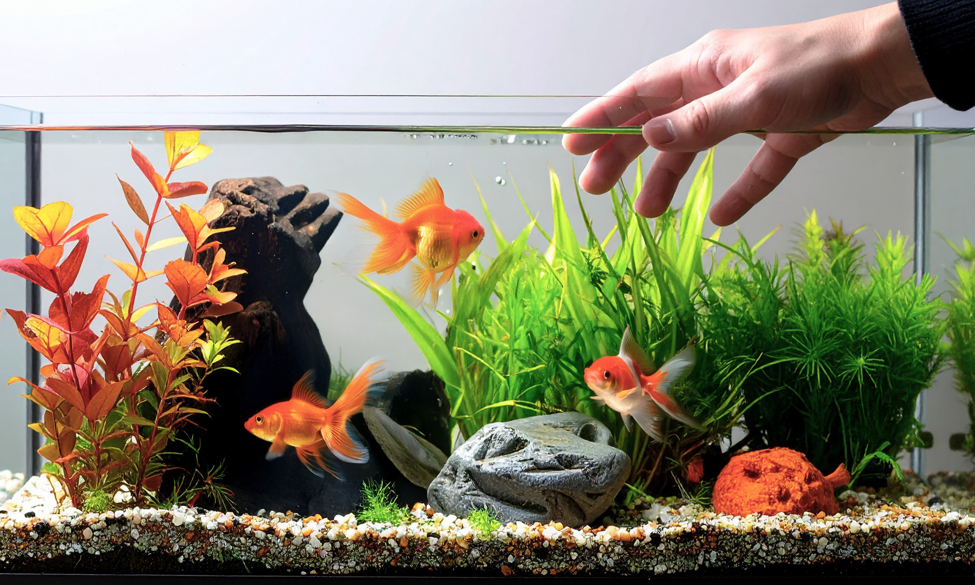 在水族過濾系統中，生物過濾是最重要的一環。它不像物理過濾只是單純地過濾雜質，而是透過微生物的作用來維持水質的穩定