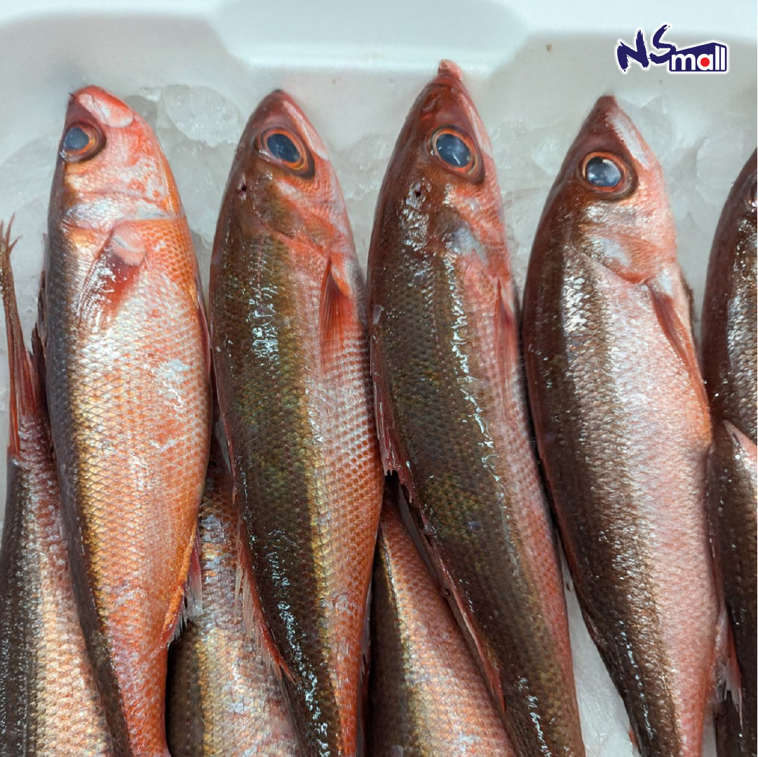 紅鰤 葉血引 ハチビキ 約600-800g/條