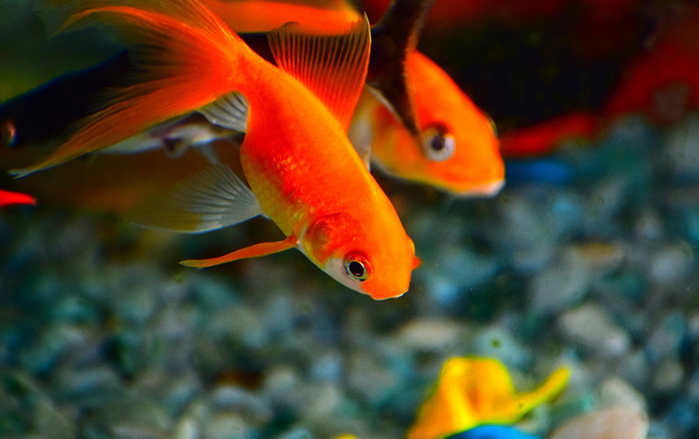 良好的水質可以讓魚體本身產生黏膜保護層，特別針對觀賞魚爛身，爛尾，爛嘴有極大的控制與修復功效，黏膜保護層使魚不易得病