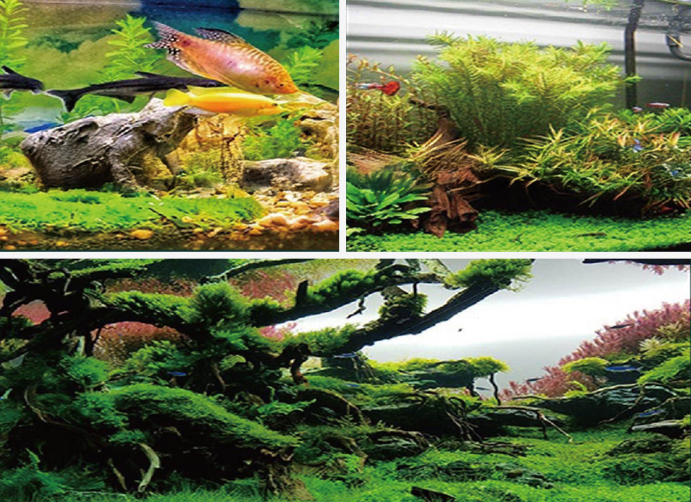 是水族館與家庭魚缸的理想濾材選擇