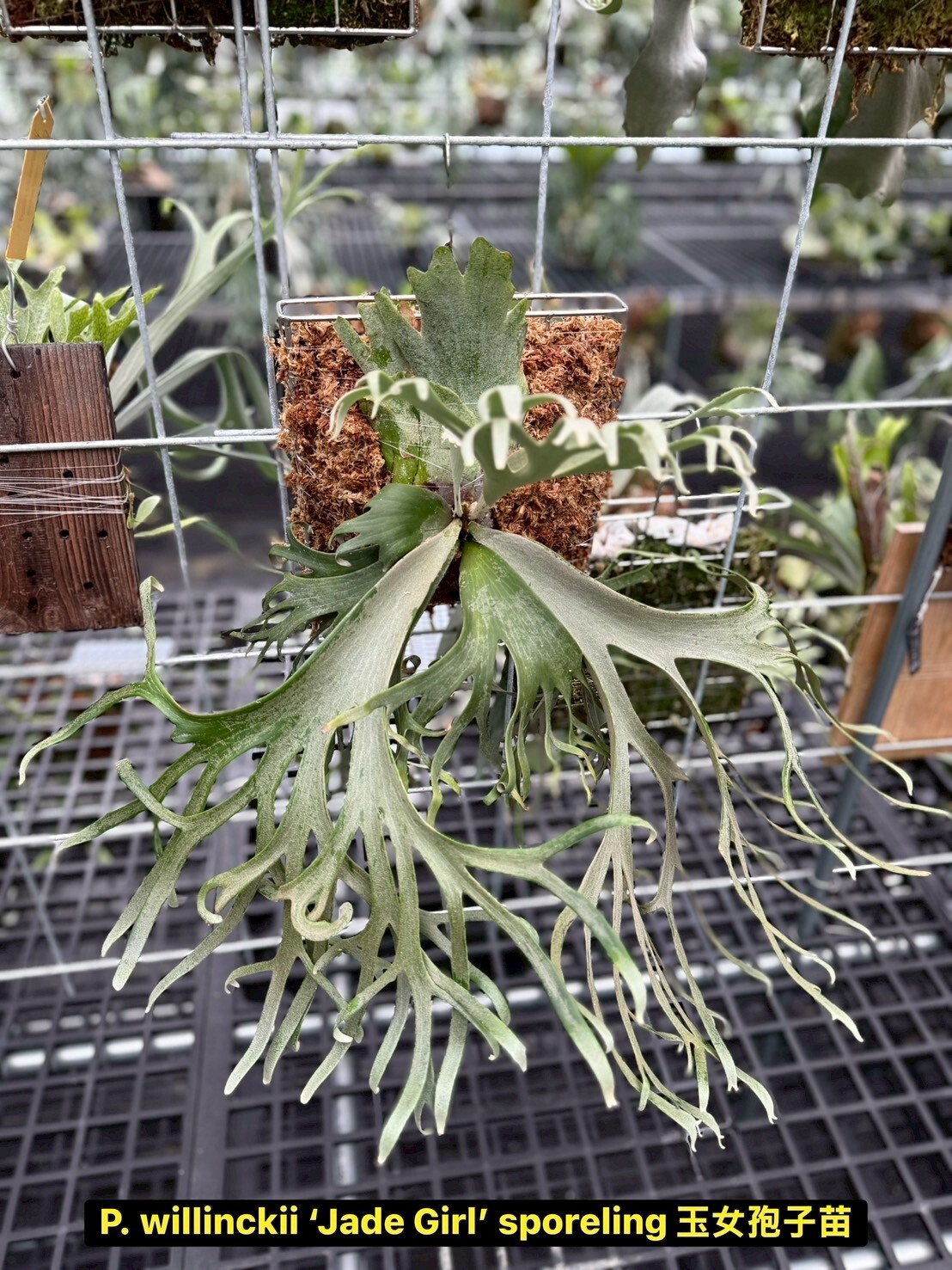 P. willinckii 'Jade Girl' sporeling 侏儒爪哇'玉女'