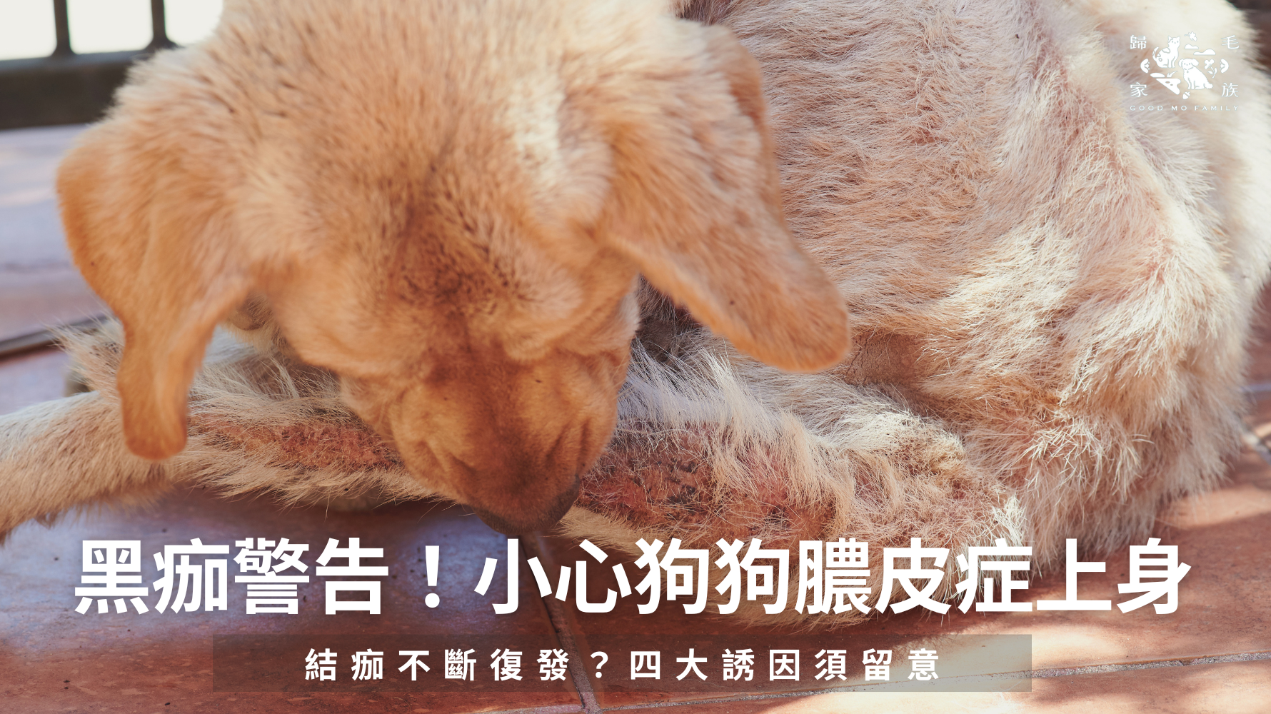 「狗狗黑色結痂」本身不是一種疾病，而是一種常見的皮膚反應結果 背後可能隱藏黴菌感染、膿皮症、慢性舔咬、寄生蟲叮咬，甚至皮膚的色素變化