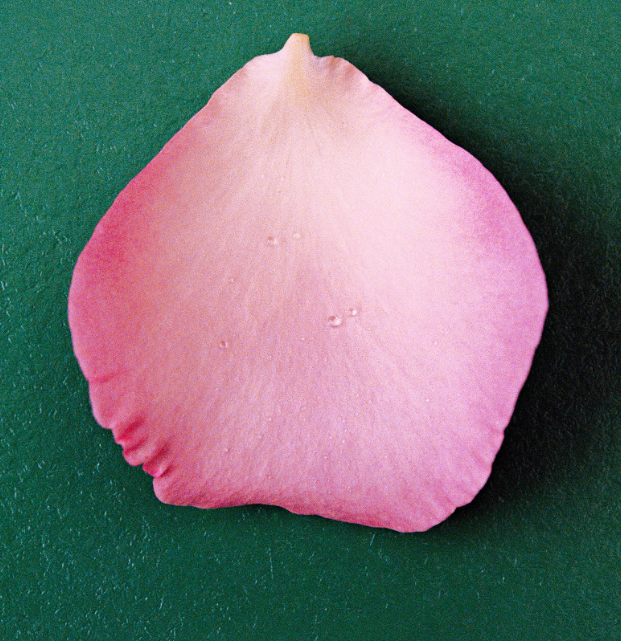 NONFICTION / The Rose 香水50ML JUN25