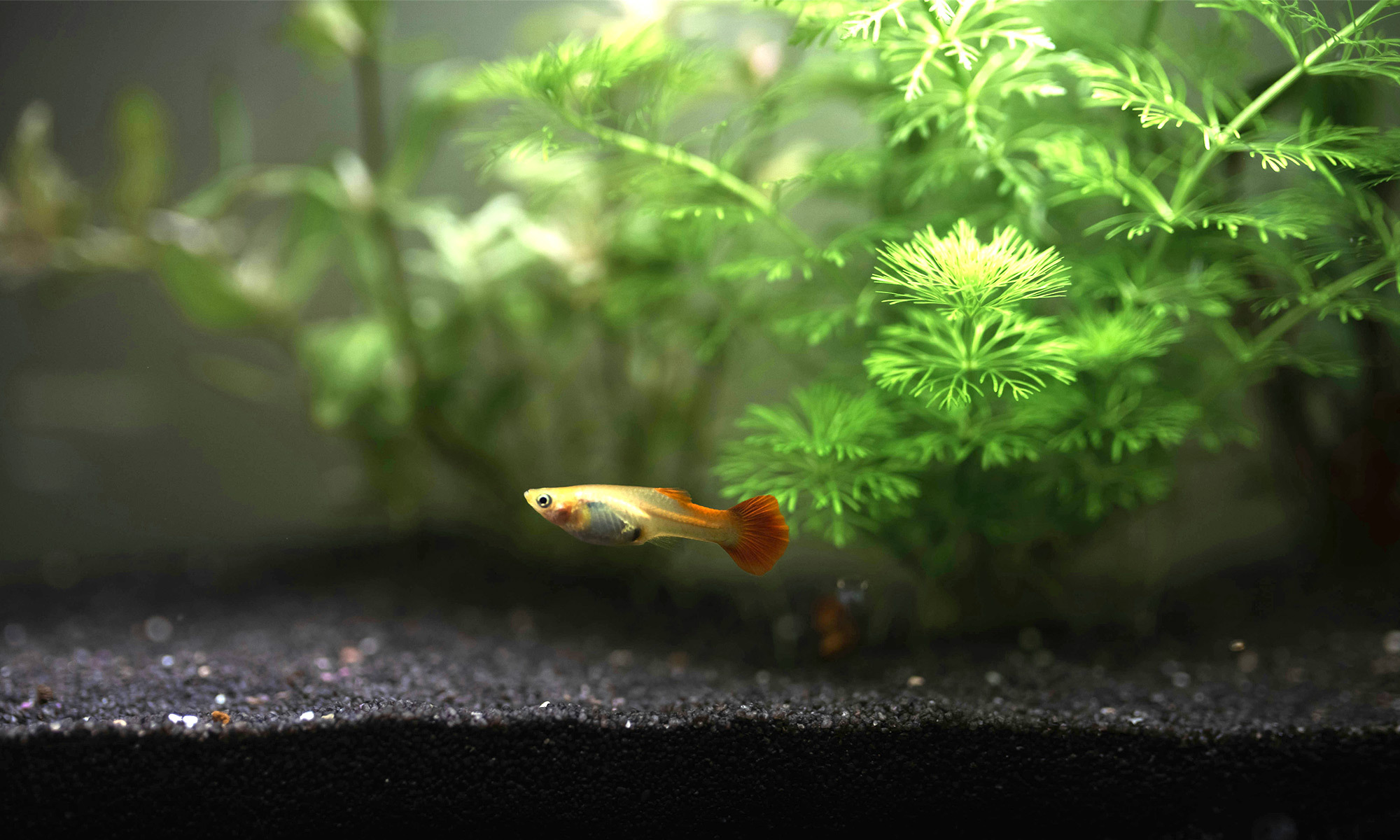 細粒的水族砂比較適合大部分的觀賞魚，顏色選擇暗色系會讓魚兒的顏色看起來更鮮豔