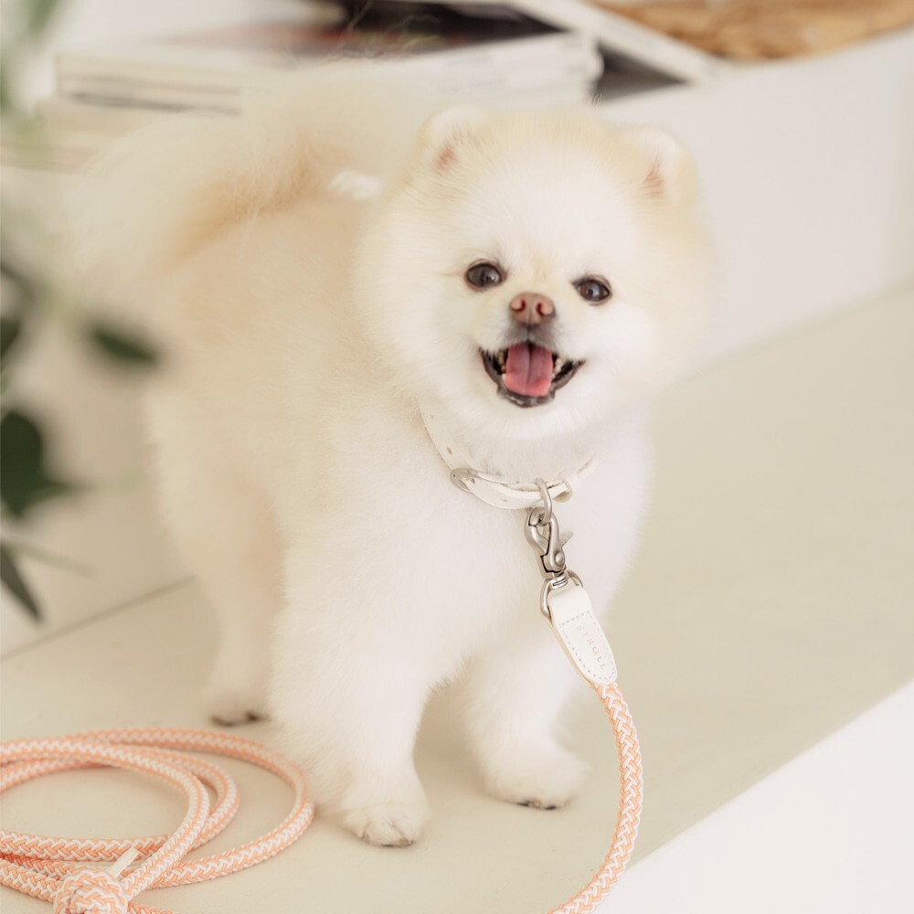 Stroll 經典編織皮革項圈 (珊瑚橘)