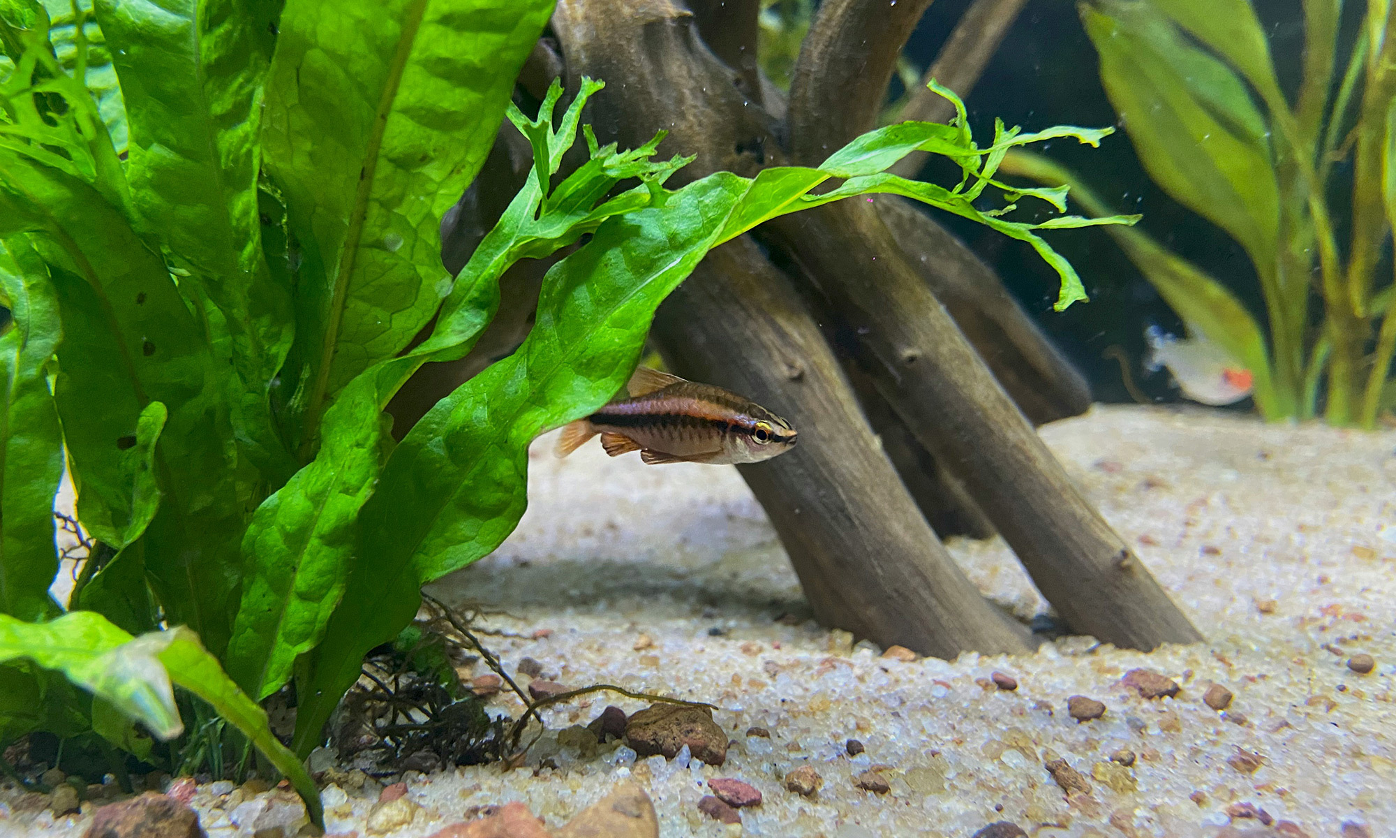 如果你養的是孔雀魚、天使魚等熱帶觀賞魚，可以打造比較豐富多彩的造景。這類魚喜歡在有遮蔽的環境中游泳，所以多一些水草和裝飾品會讓牠們更有安全感