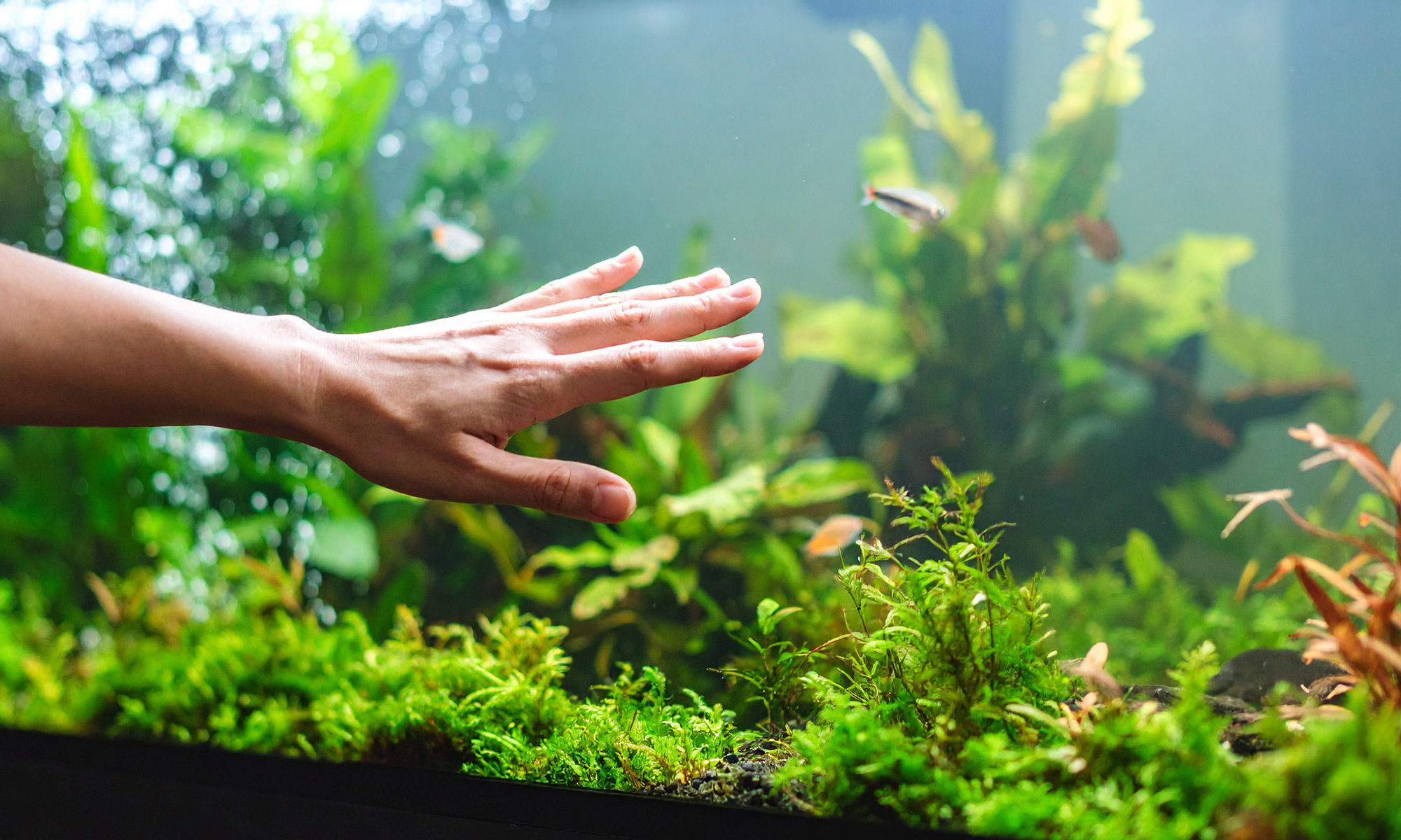 一個用心佈置的水族箱造景不僅能讓觀賞魚更有安全感，也能讓你在家就享受到大自然的療癒感