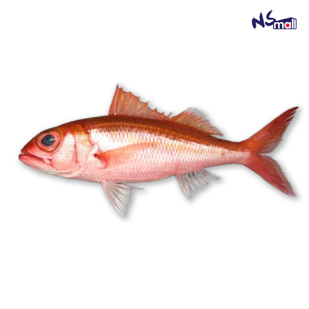 八丈赤鯥 ハチジョウアカムツ 約800g-1.2kg/條