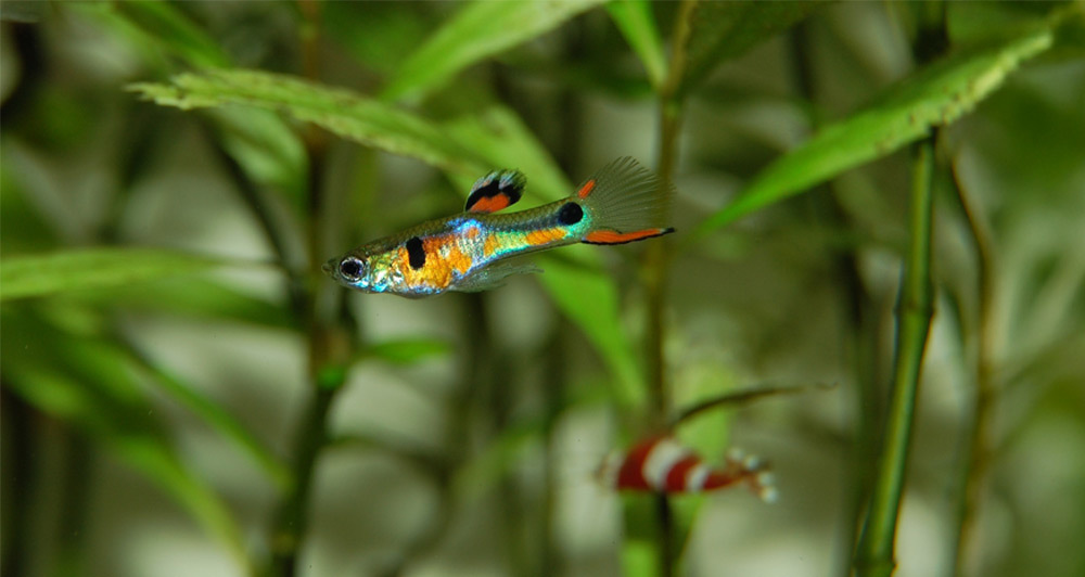 適合各種水族箱過濾器,為您的水族箱提供完美淨化夥伴,讓水質更加清澈乾淨,魚兒更健康