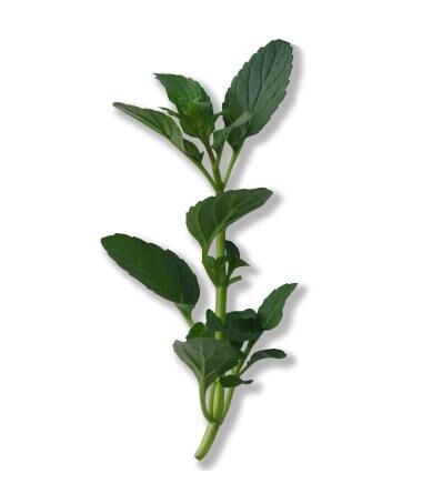 澳門VIP Day 消費