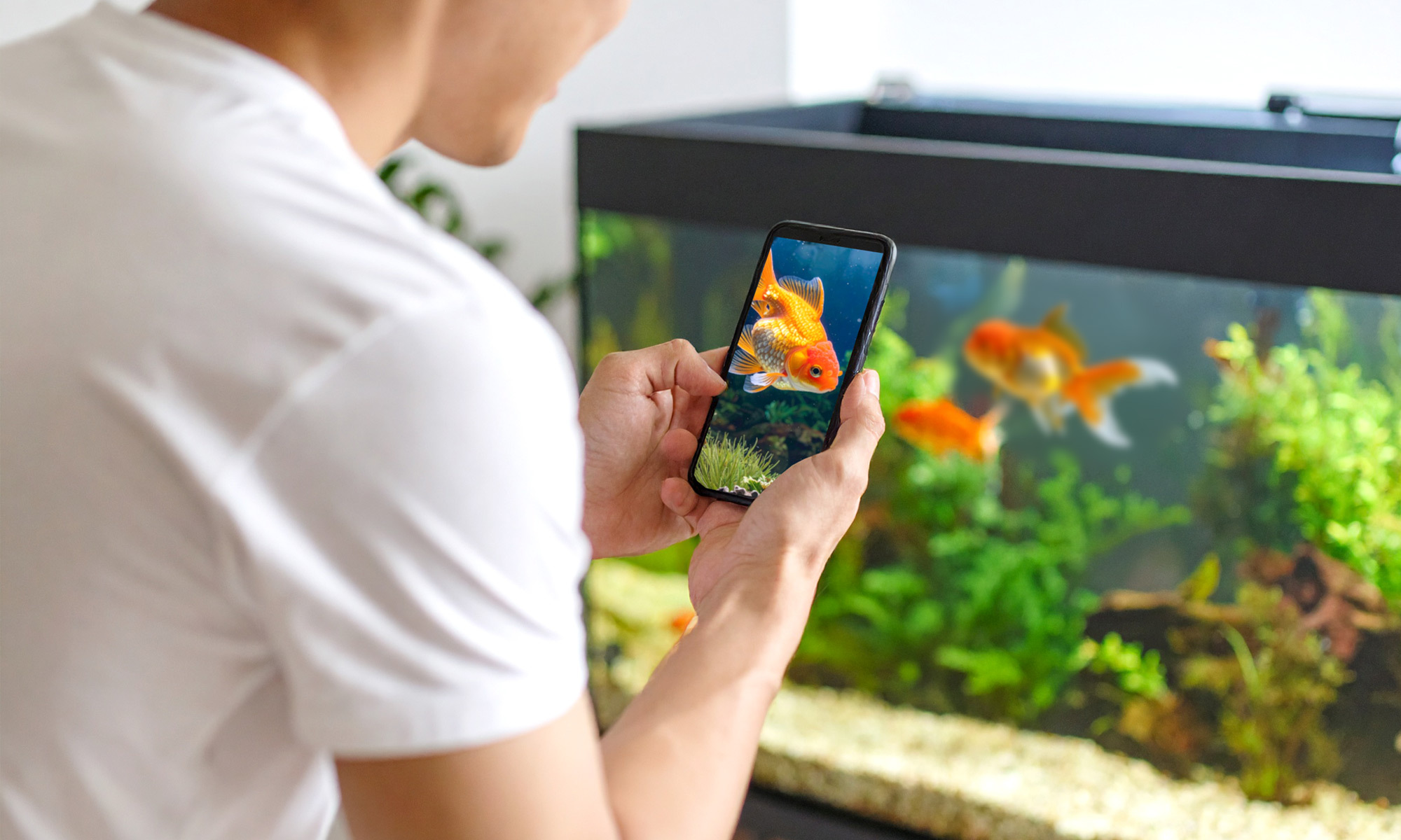 相信很多養魚新手都會有這樣的疑問：「我的魚怎麼長這麼快？會不會影響牠們的壽命？」