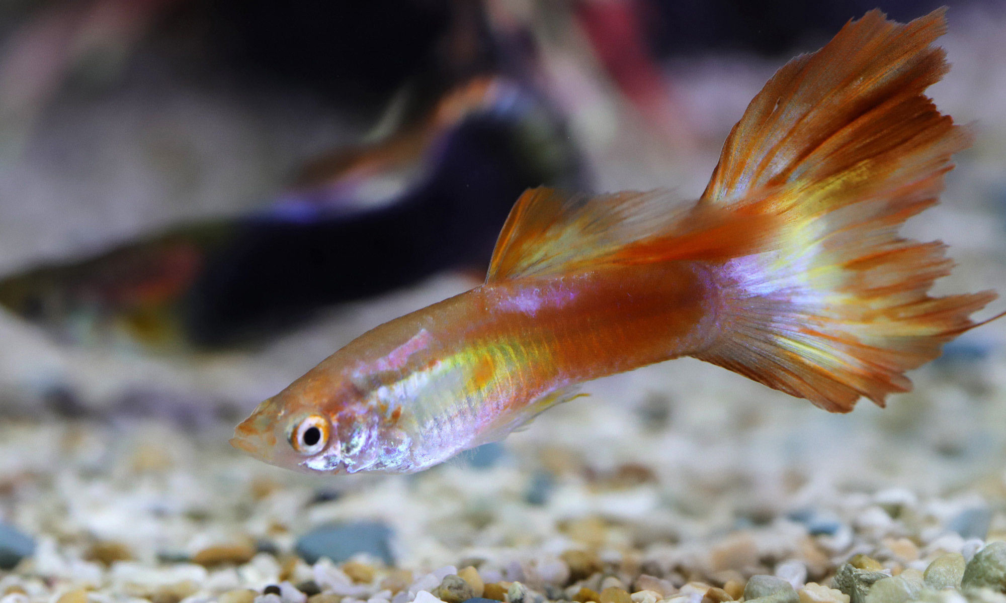孔雀魚：生長快速，約3-4個月就能達到成魚大小，正常壽命可達2-3年
