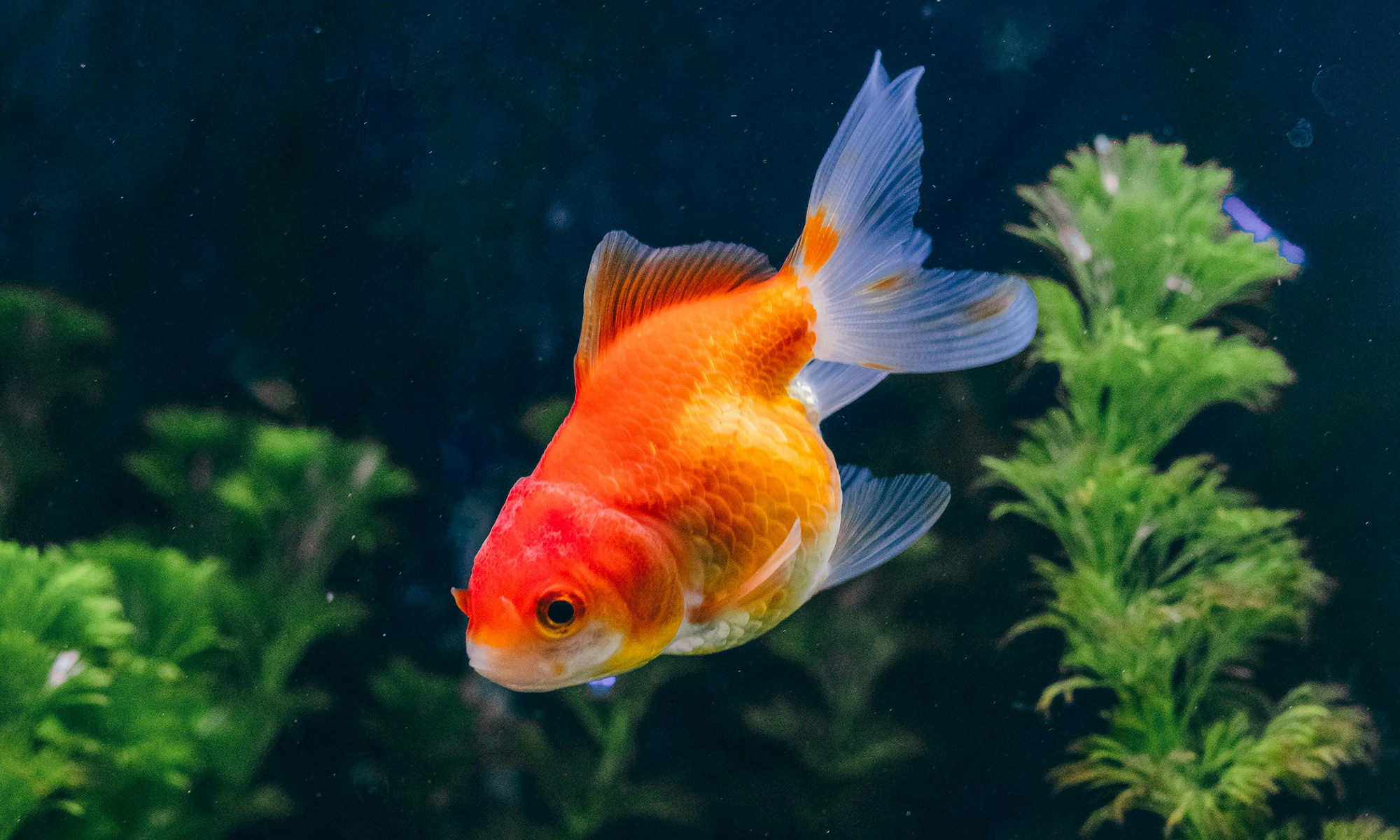 金魚：生長速度中等，在良好環境下可以活10-30年