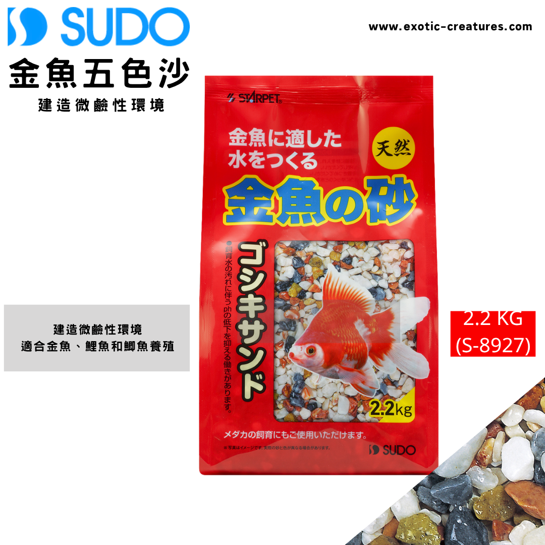 金魚 志村養魚場産 桜錦 a2 12cm #goldfish #kingyo #金魚 #桜錦