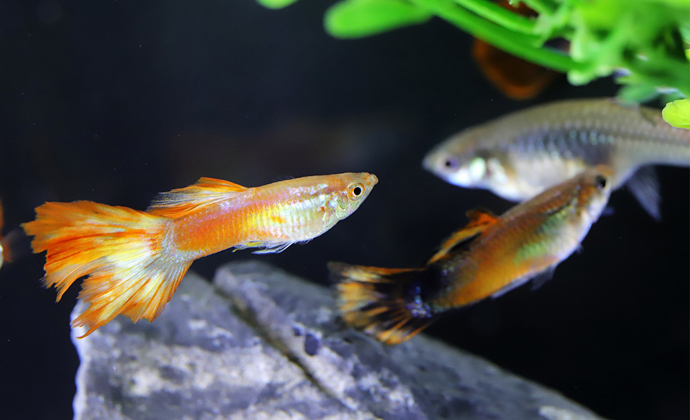 定期更換確保持續淨化效果，是維護魚缸生態的重要關鍵