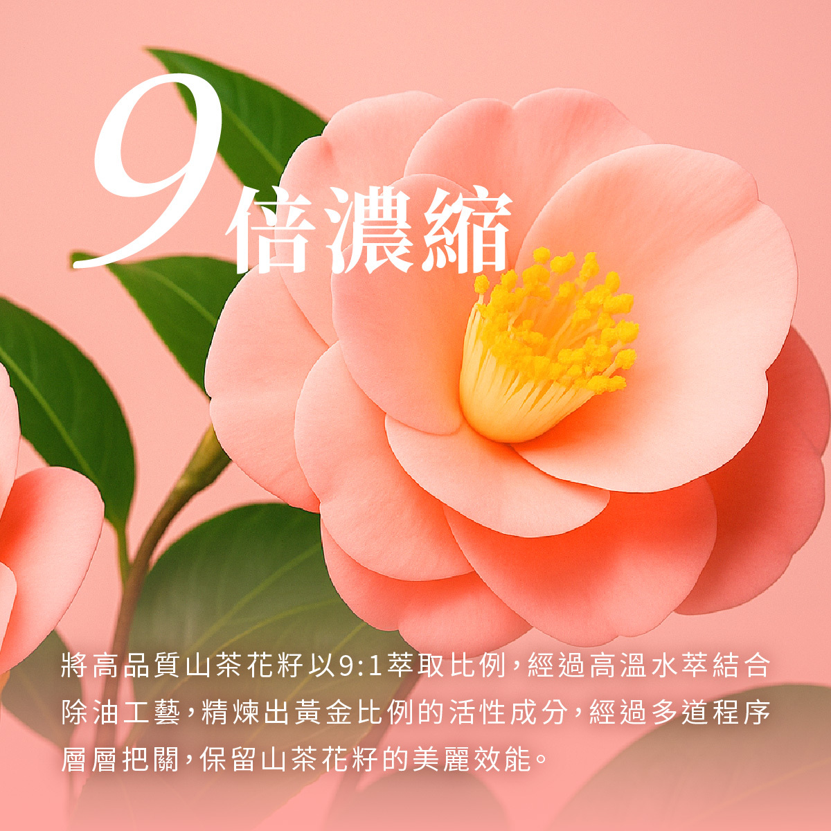將高品質山茶花籽以9:1萃取比例,經過高溫水萃結合除油工藝,精煉出黃金比例的活性成分,經過多道程序層層把關,保留山茶花籽的美麗效能。