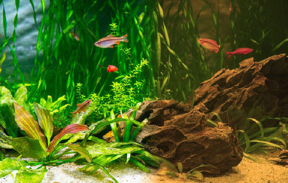 蛋白棉有效抑制藻類生長，吸附有機物與懸浮顆粒，降低魚兒生病與死亡機率，還能延長換水時間，減少維護頻率