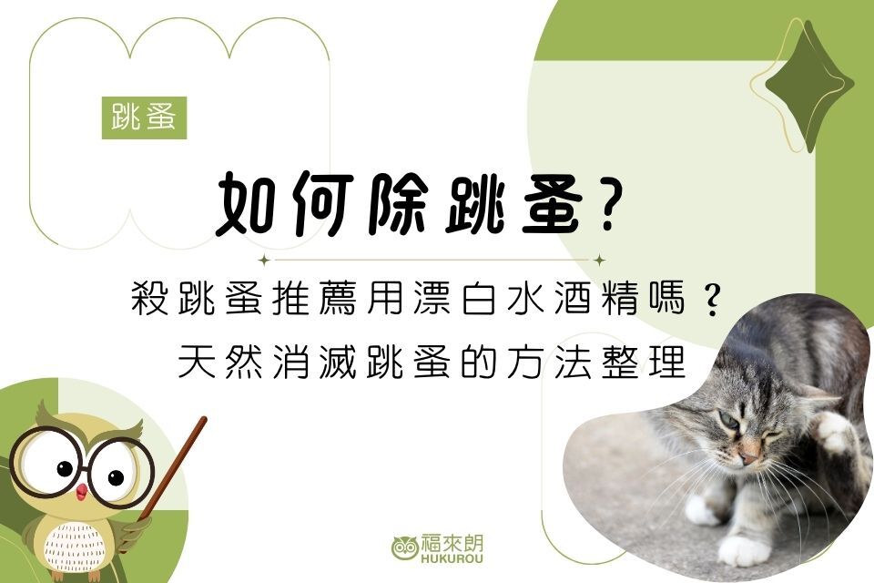 如何除跳蚤？殺跳蚤推薦用漂白水酒精嗎？天然消滅跳蚤的方法整理