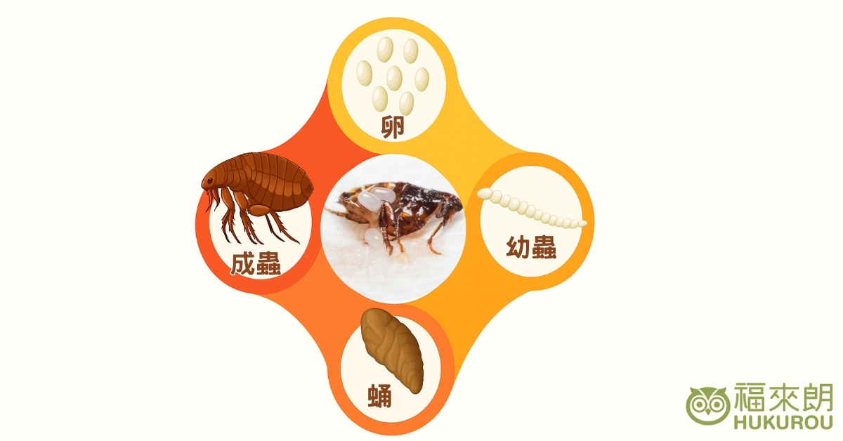有效除跳蚤，先了解跳蚤習性