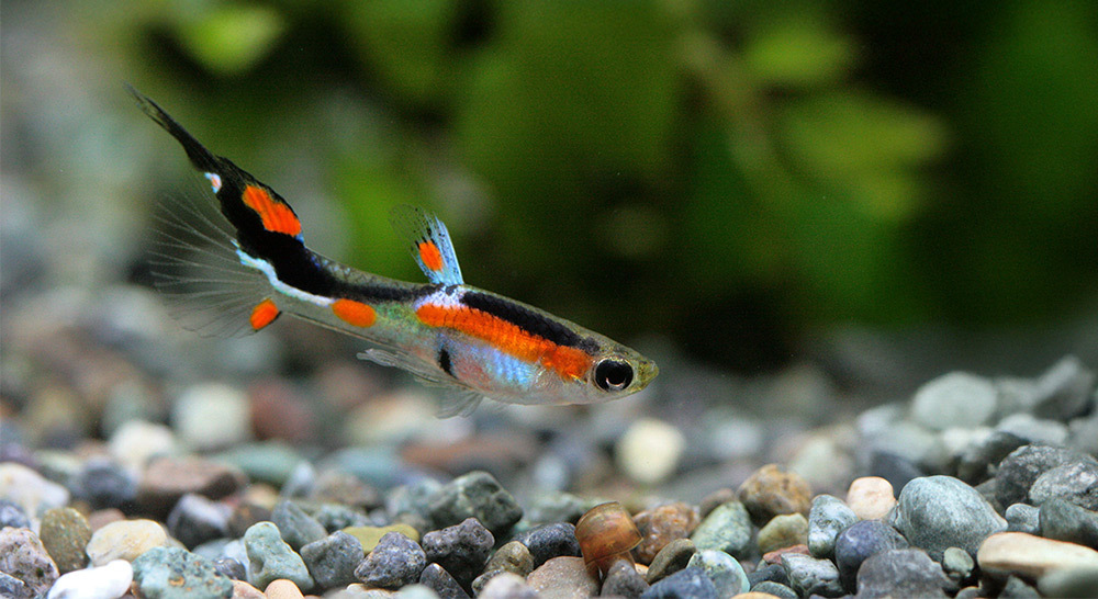 淨化球能吸附多餘營養成分，抑制藻類爆發，避免水質惡化，幫助維持穩定的水族生態系統，保護魚隻健康