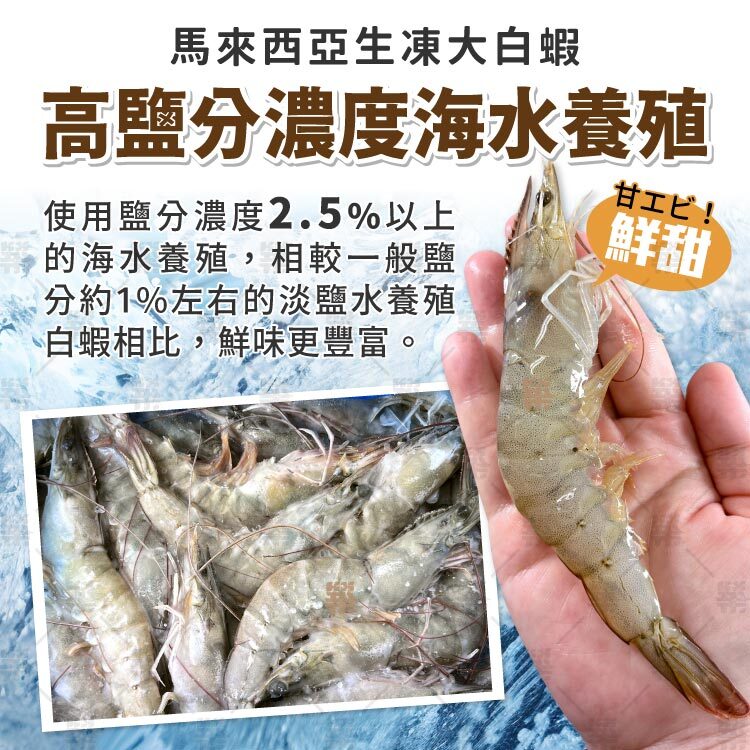 高鹽分濃度海水養殖白蝦更鮮甜