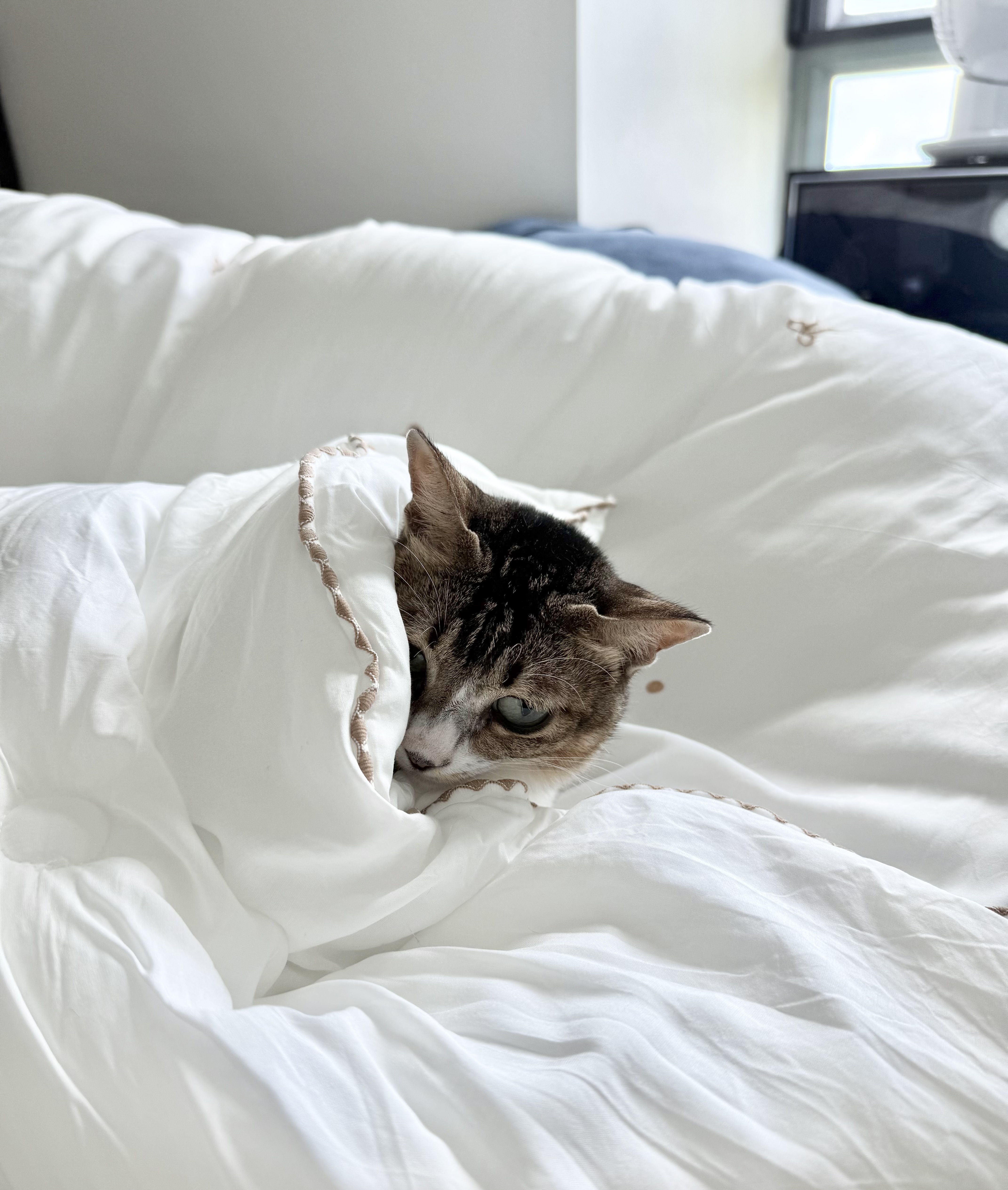 天絲莫代爾 四季被 🇰🇷 韓國被