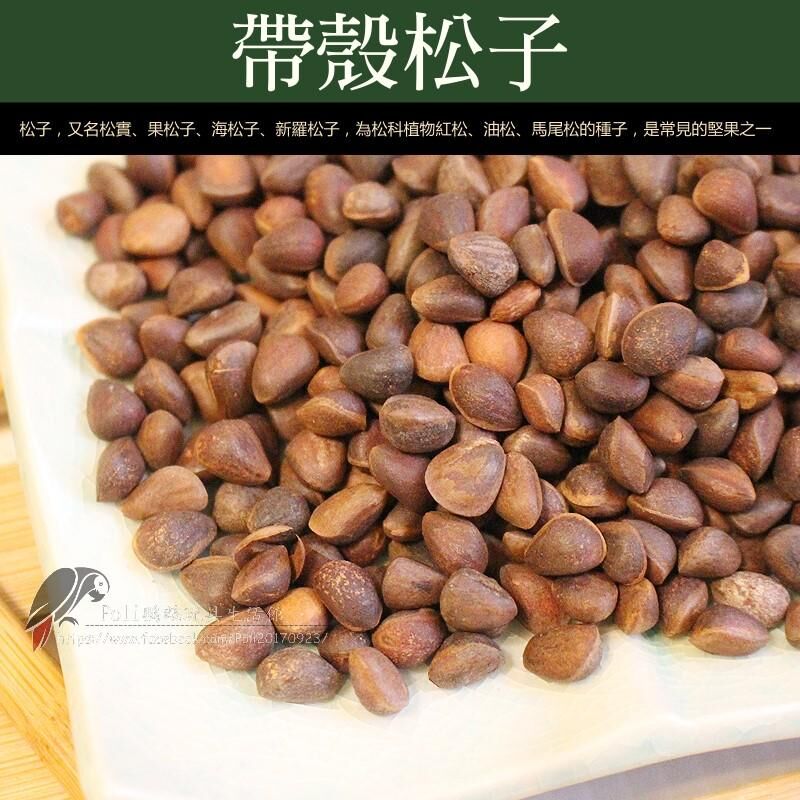 帶殼小顆松子 堅果系列 波力鸚鵡玩具生活館