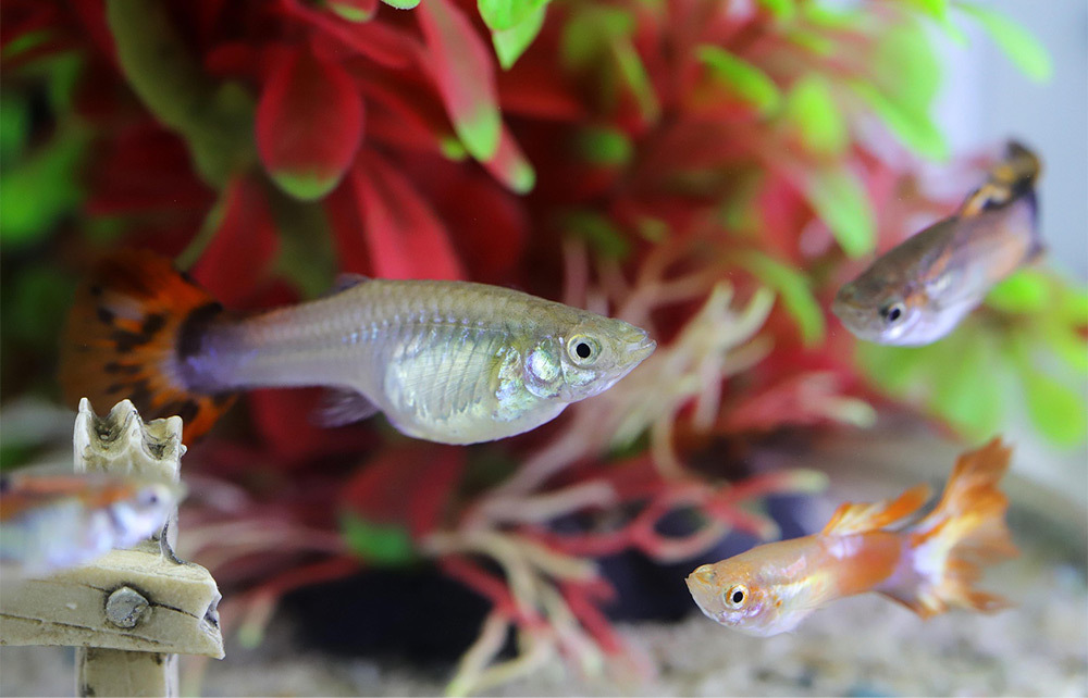 ISTA陽離子軟水劑採用精選陽離子交換樹脂，有效降低水中碳酸鈣與碳酸鎂離子，減少水質硬度，為魚類創造適合的軟水環境，促進健康成長