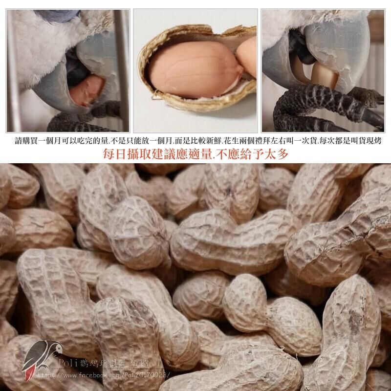 原味烘培帶殼花生 原味帶殼花生 帶殼花生 波力鸚鵡玩具生活館