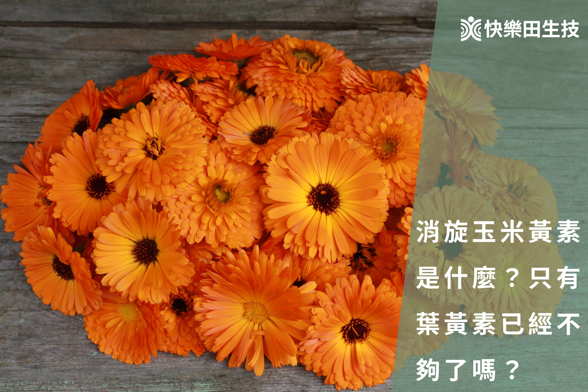 消旋玉米黃素是什麼？只有葉黃素已經不夠了嗎？