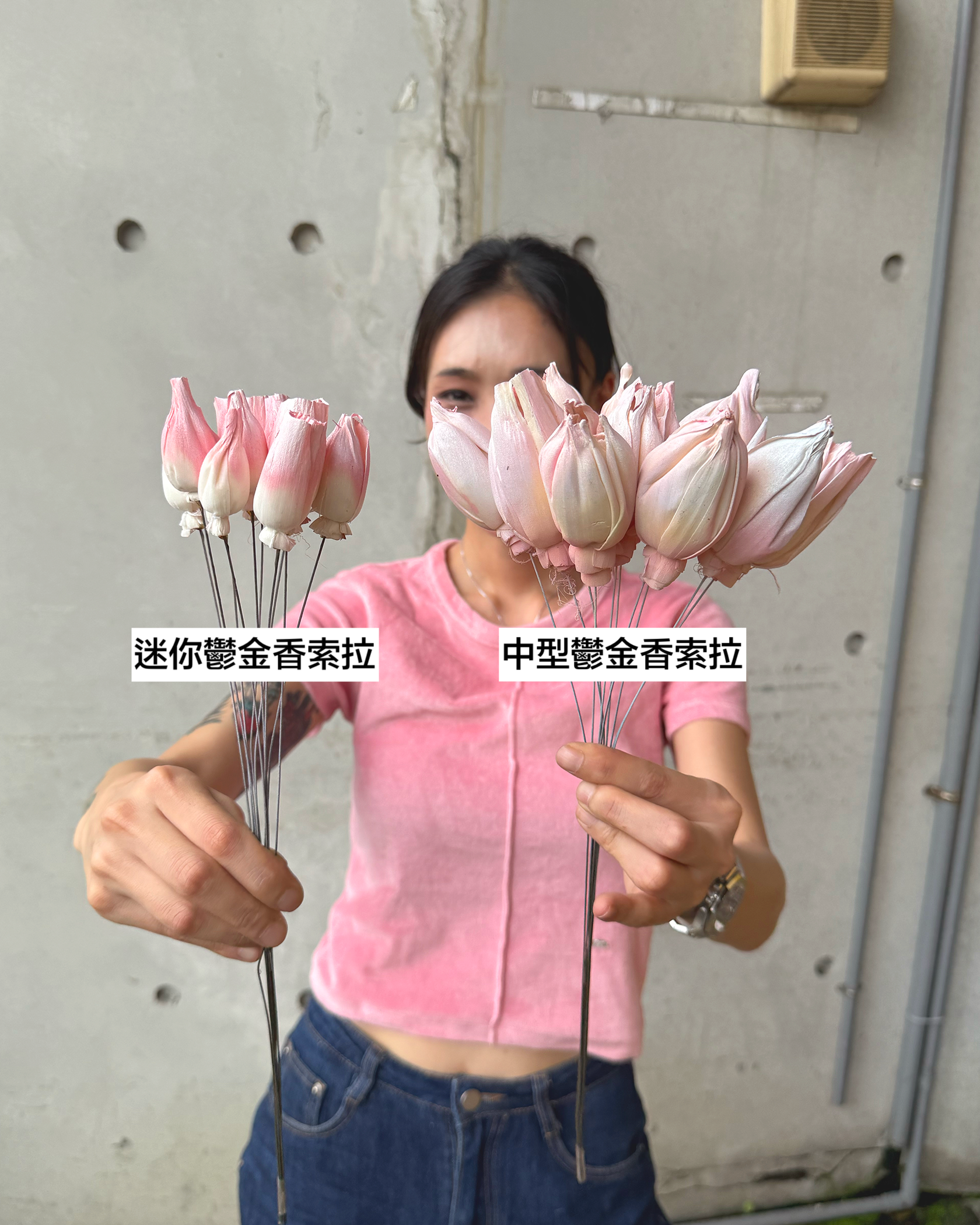 迷你鬱金香索拉