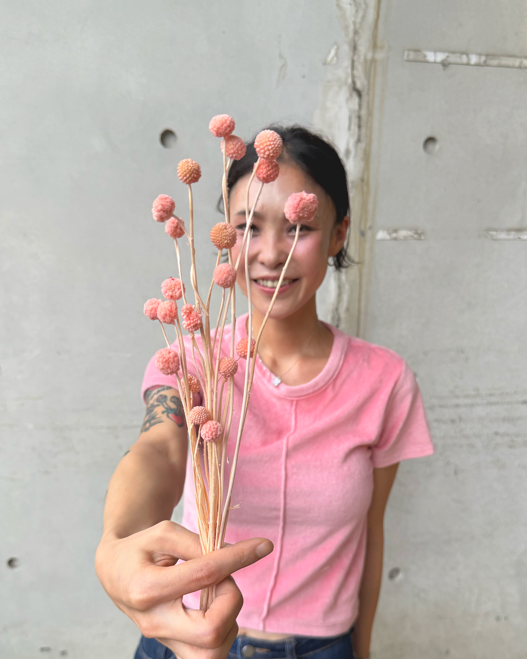 乾燥迷你金仗球