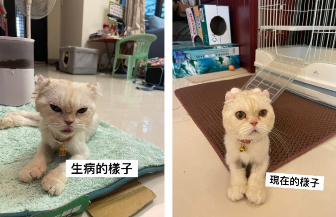 貓咪掉毛吃什麼改善？選對飼料幫助毛髮健康生長