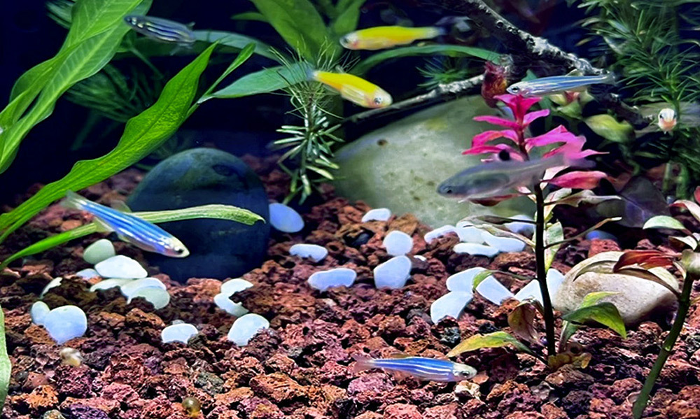 適合多肉植物、蘇蝦、螯蝦等多種生物，滿足多元飼養需求，打造自然、穩定的生態環境