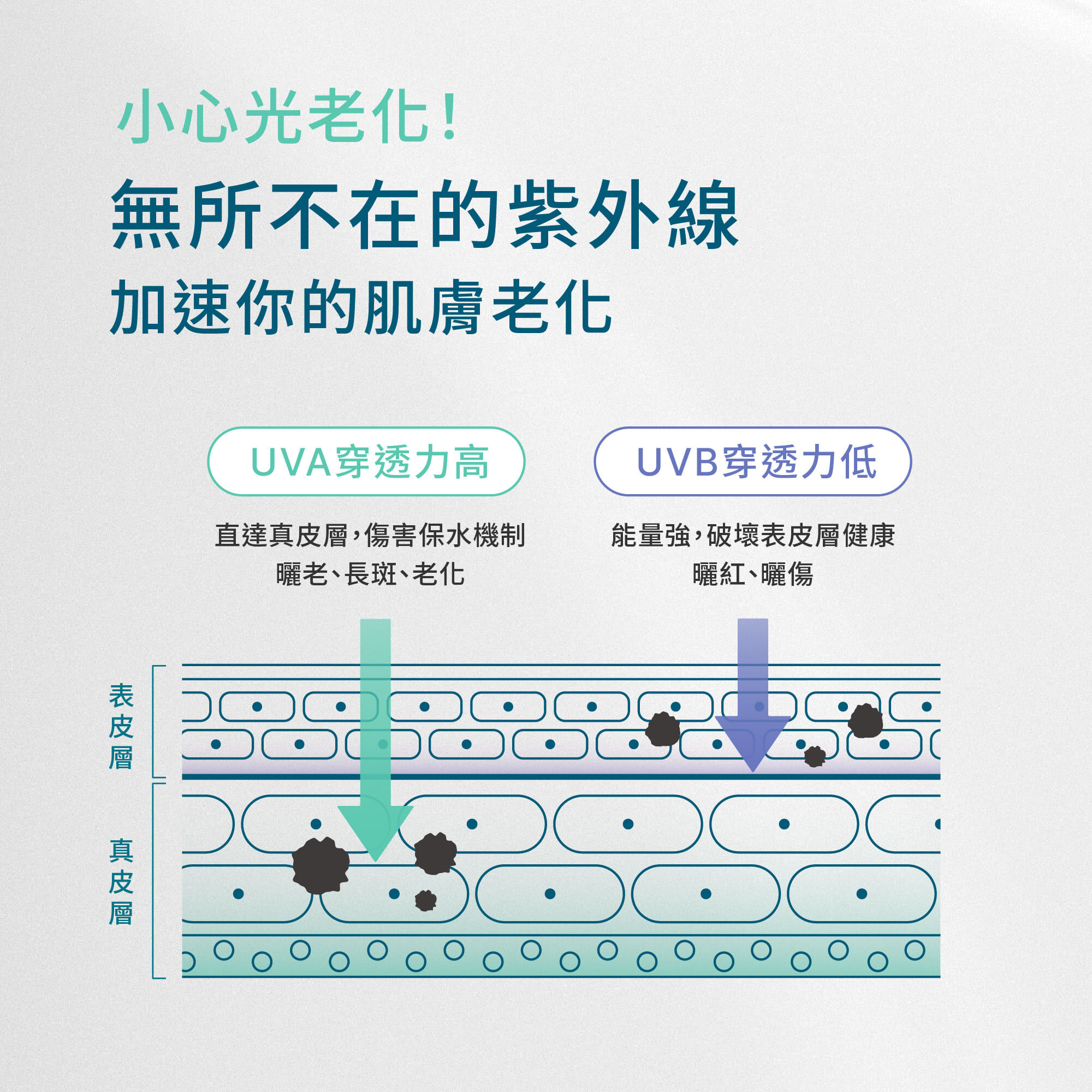 UVA與UVB對肌膚影響圖示,Z研強調全波段隔離與光老化預防